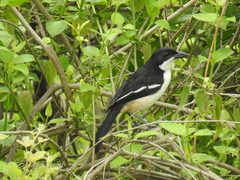 Laniarius ferrugineus
