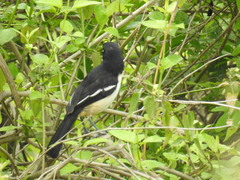 Laniarius ferrugineus