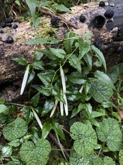 Tripterospermum luzonense