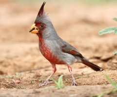 Cardinalis sinuatus