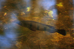 Cichla ocellaris