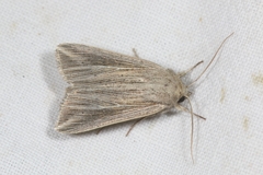 Mythimna riparia