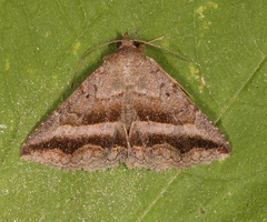 Lesmone griseipennis