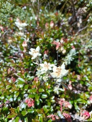 Leontopodium microphyllum