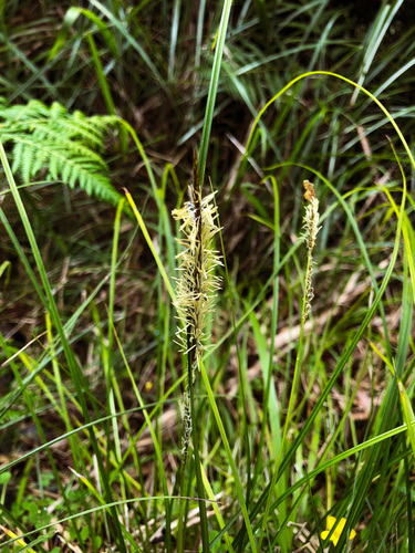 Carex chrysolepis iNat (1)