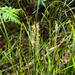 Carex chrysolepis - Photo (c) Cheng-Tao Lin, some rights reserved (CC BY), uploaded by Cheng-Tao Lin
