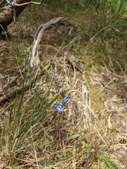 Thelymitra