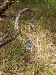 Thelymitra