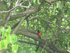 Ramphocelus passerinii