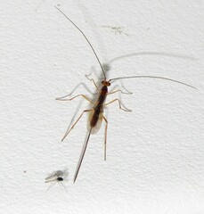 Macrocentrinae