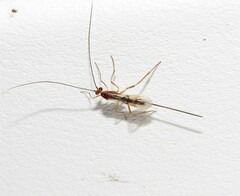 Macrocentrinae