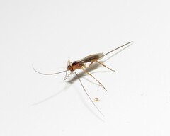 Macrocentrinae