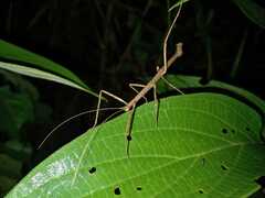 Neohirasea hongkongensis