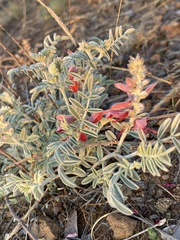 Indigofera mollicoma