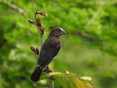 Amblyospiza albifrons