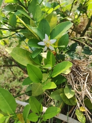 Citrus