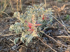 Indigofera mollicoma