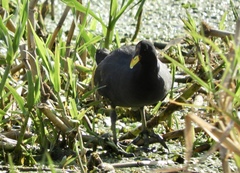 Fulica rufifrons