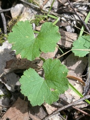 Hydrocotyle laxiflora