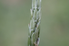 Digitaria henryi