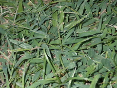 Digitaria henryi