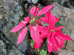 Euphorbia pulcherrima
