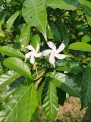 Tabernaemontana divaricata