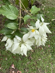 Mussaenda pubescens