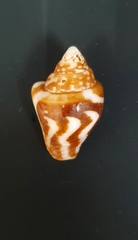 Columbella strombiformis