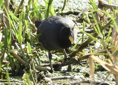 Fulica rufifrons