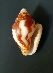 Columbella strombiformis