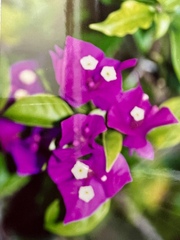 Bougainvillea