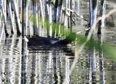 Fulica rufifrons