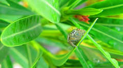 Phidippus