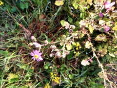 Senecio arenarius