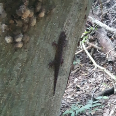 Phyllodactylus tuberculosus