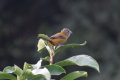 Ramphocelus passerinii