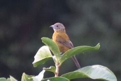 Ramphocelus passerinii