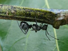 Polyrhachis daemeli