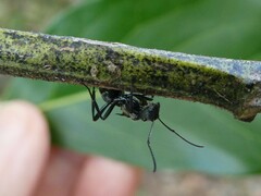 Polyrhachis daemeli
