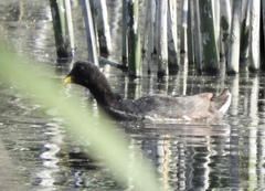 Fulica rufifrons