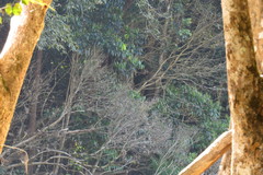 Austropuccinia psidii