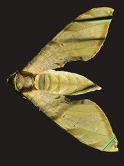Protambulyx strigilis