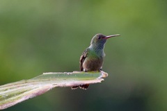 Amazilia tzacatl