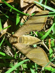 Protambulyx strigilis