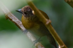 Ramphocelus passerinii