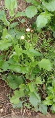 Emilia praetermissa