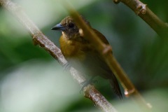 Ramphocelus passerinii