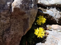 Sedum morrisonense