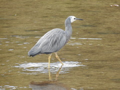 Egretta novaehollandiae novaehollandiae